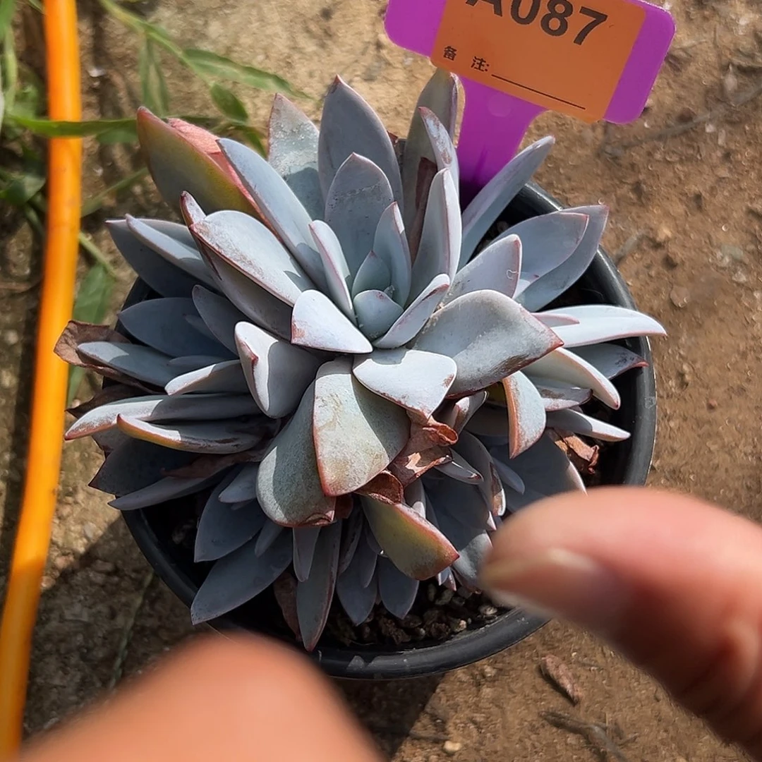 冰***蕾多肉植物一物一拍