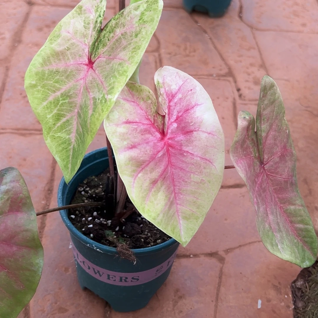 无花朵泰彩养定实生52