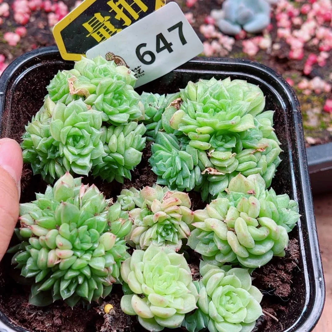 多肉植物多肉植物