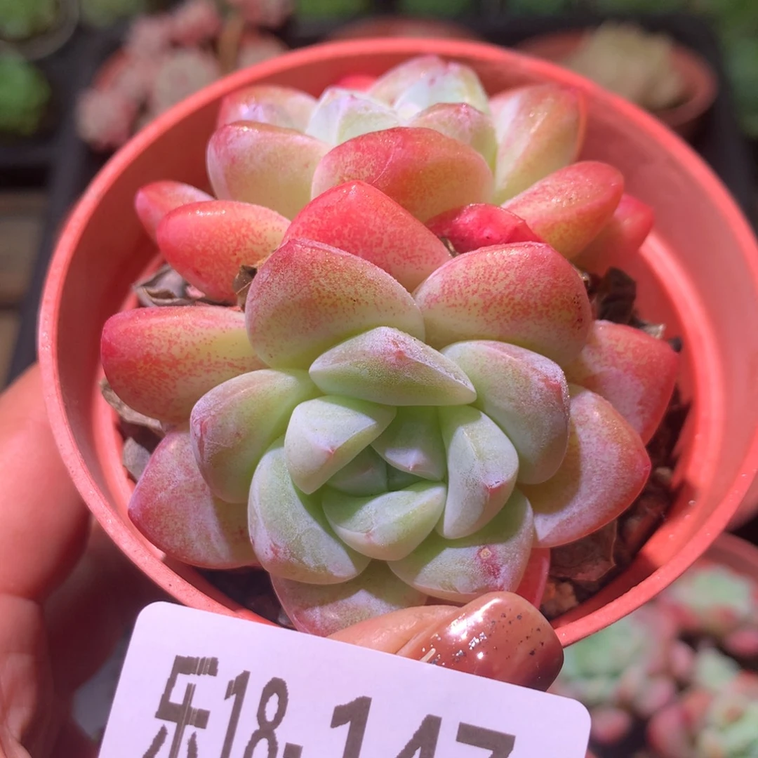 乐然18-147 冰玉双头