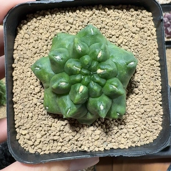 99干翠晃冠石化仙人球