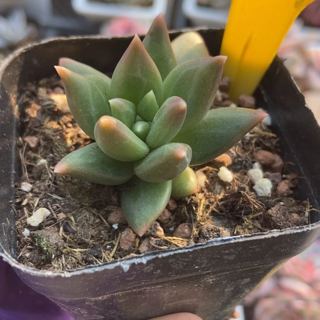 909布丁多肉植物多肉