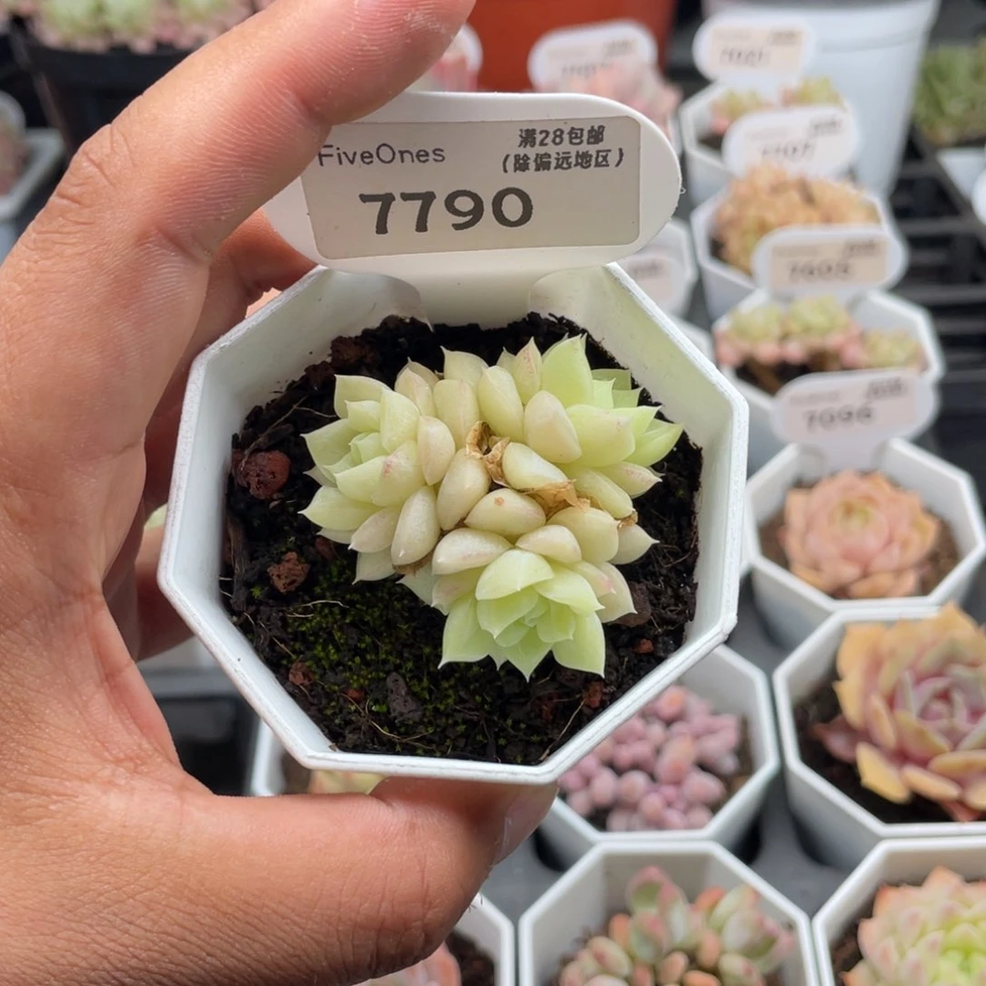 7790白天鹅4.5厘米