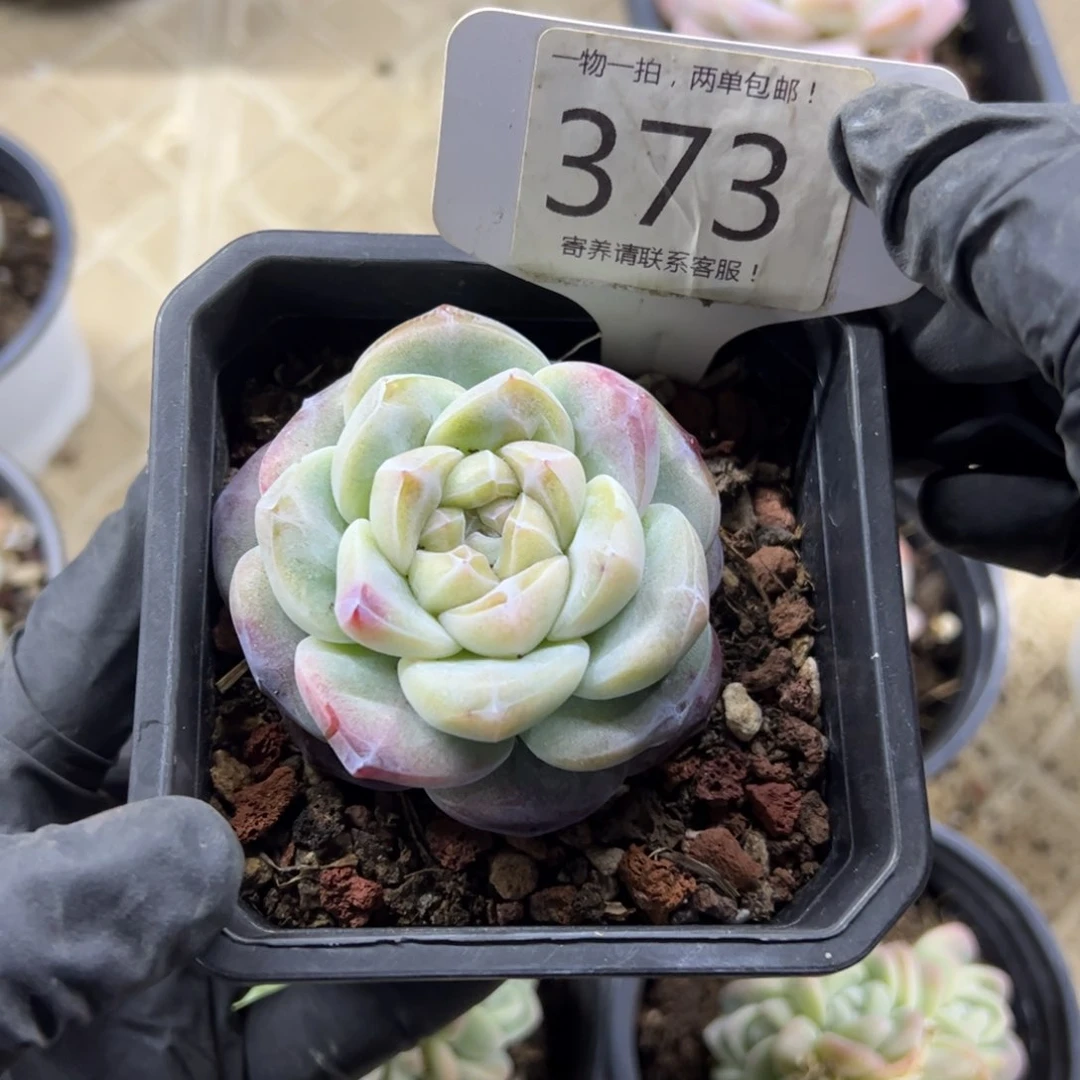 红陶?***?373号多肉植物