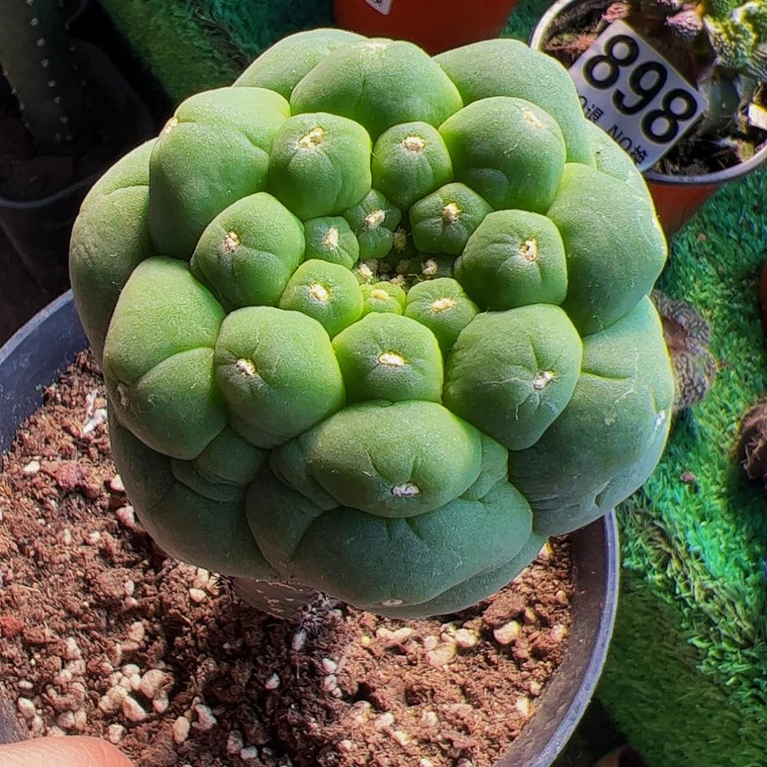 苗接大尤仙仙人球147
