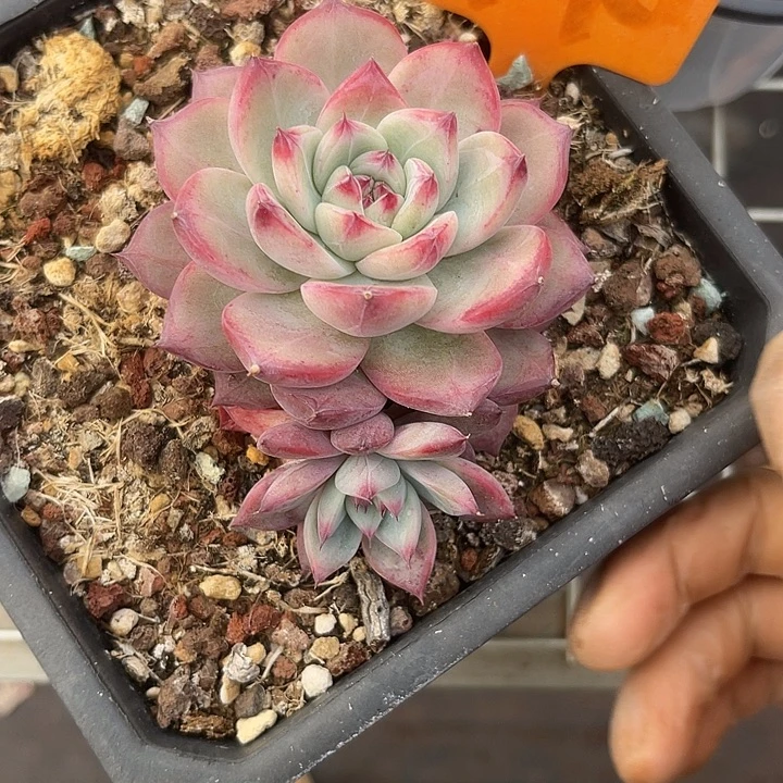 两单包邮，一物一拍140原卡