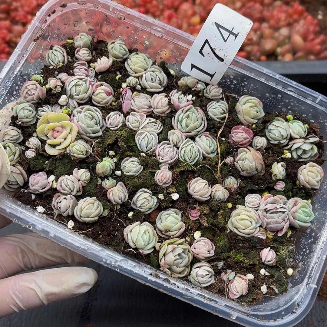 多肉植物多肉植物174