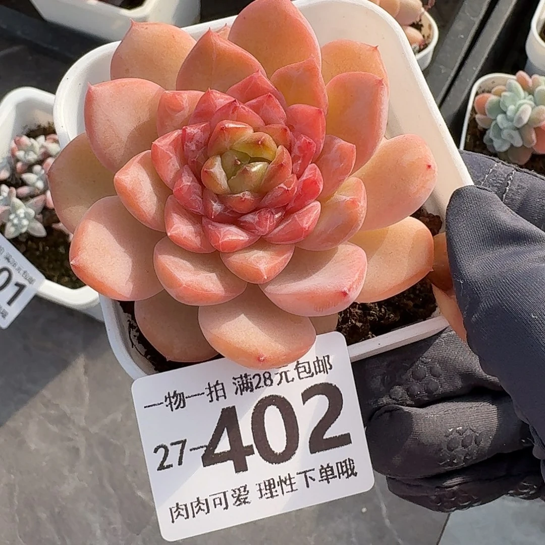 冰魄无盆土发货无盆