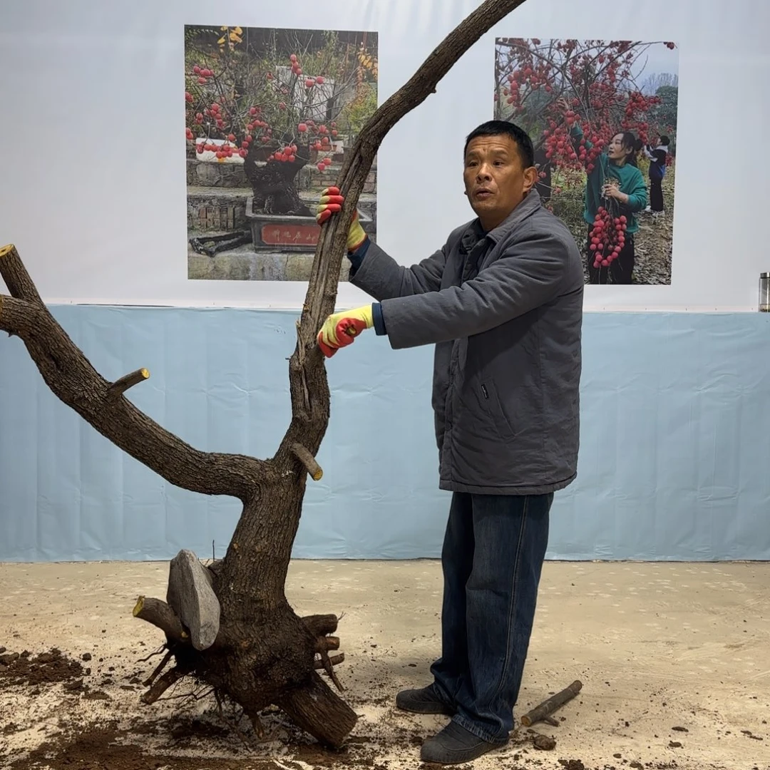 你***使无花朵果盆111111