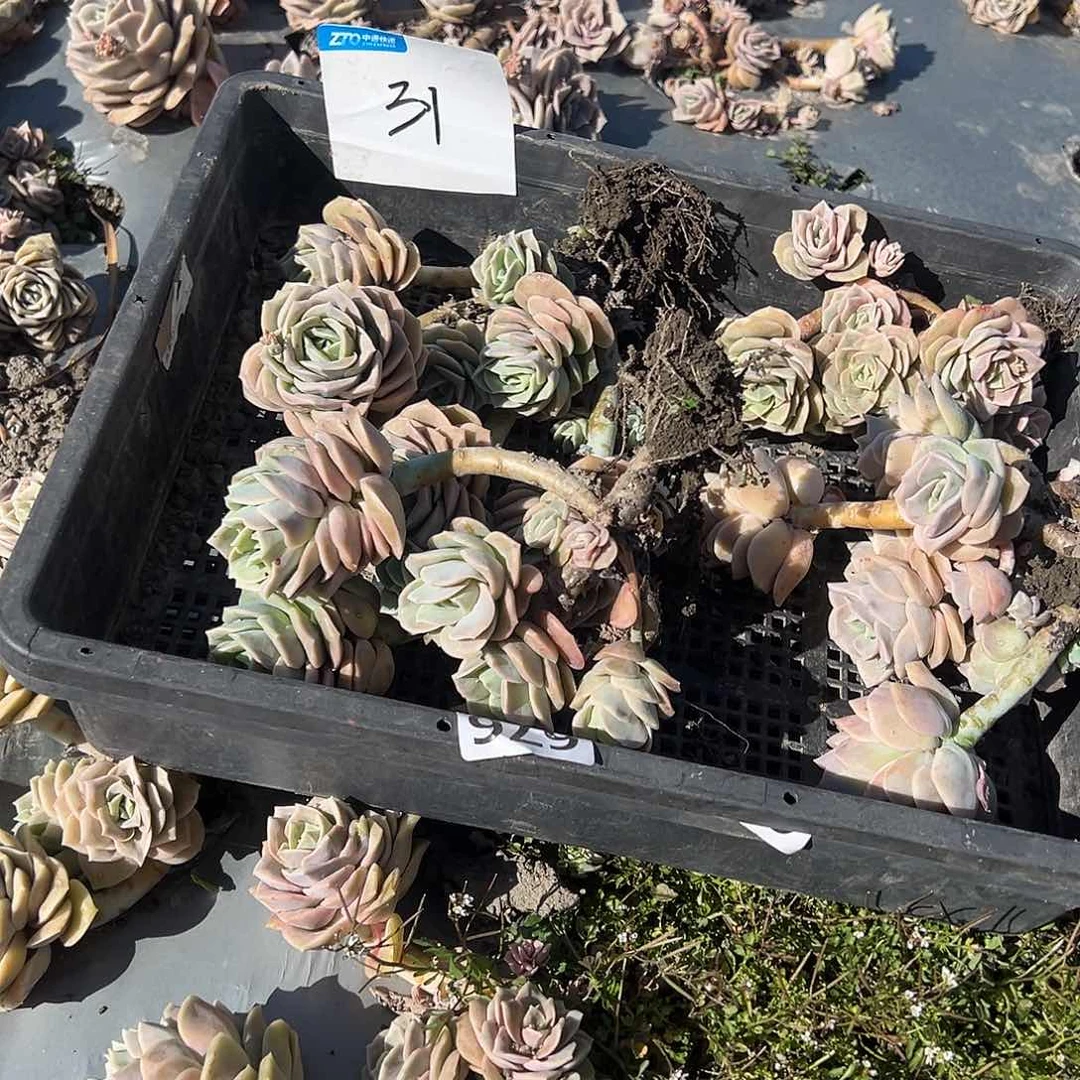 从**念31不售后4颗