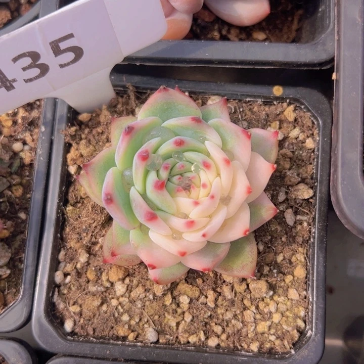 健健康康平平安安