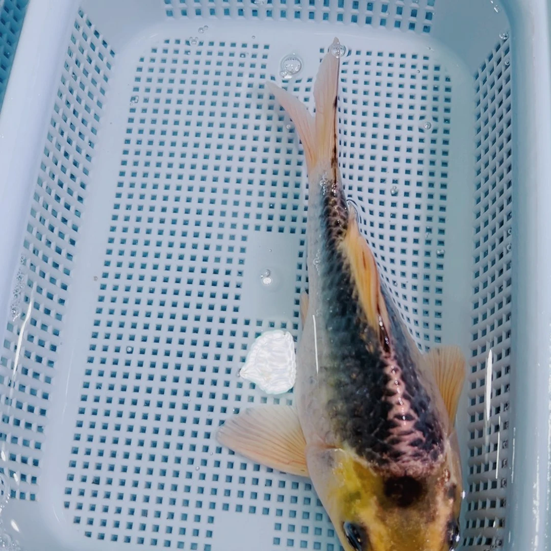锦鲤锦鲤冷水鱼观赏116