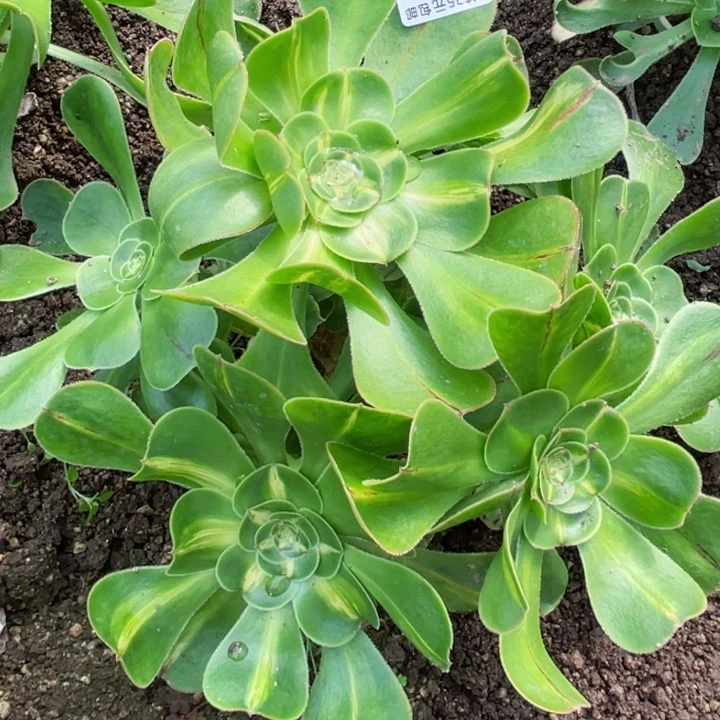 瑞***贝119暴君有砍多肉1，12345678