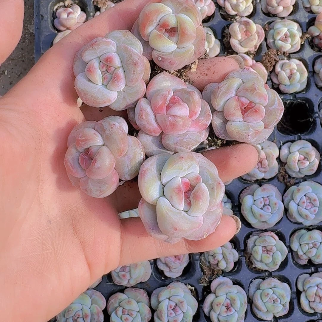 石头蛋星影105颗带拖地