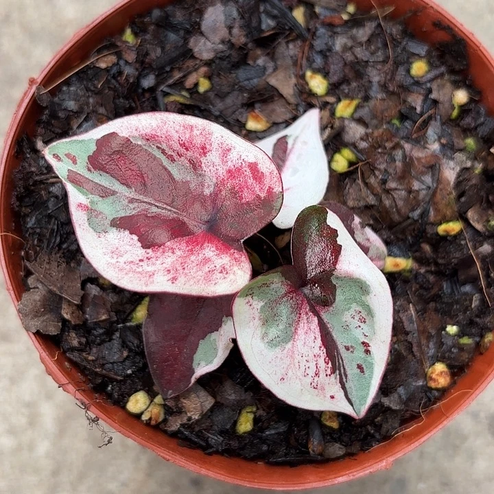 大***子39-1119变异魔小颗广东现货