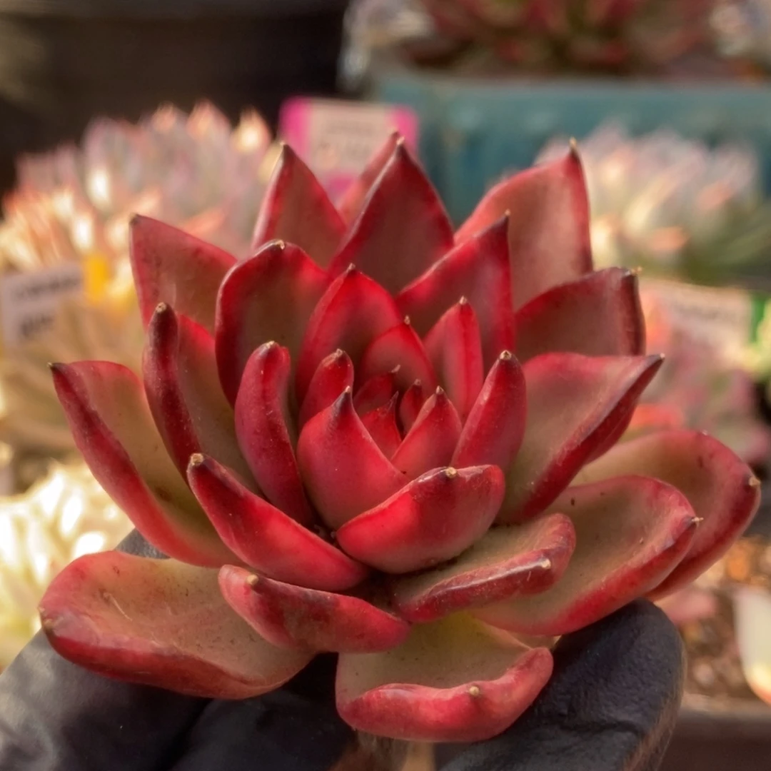 13厚叶吉赛尔头盖锦锦锦