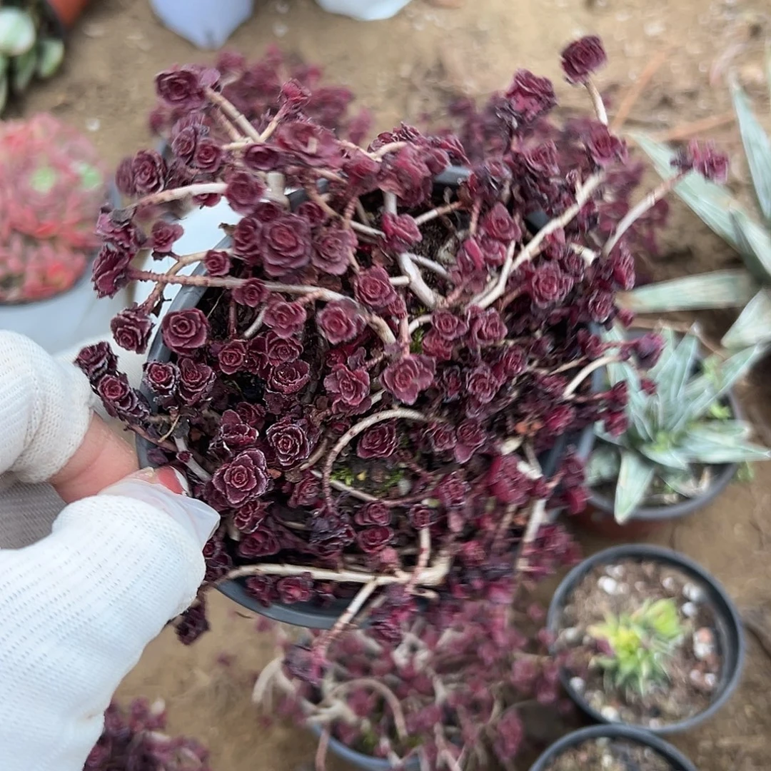 多肉植物多肉植物