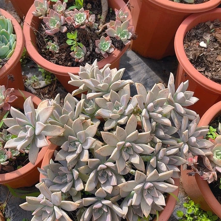 多肉植物。。。。。。。。。。。。，。。。