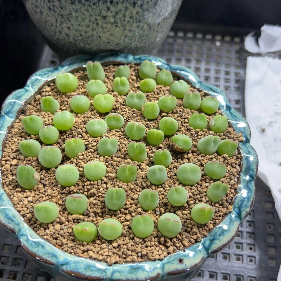 量拍白花皮卡丘一颗。多肉