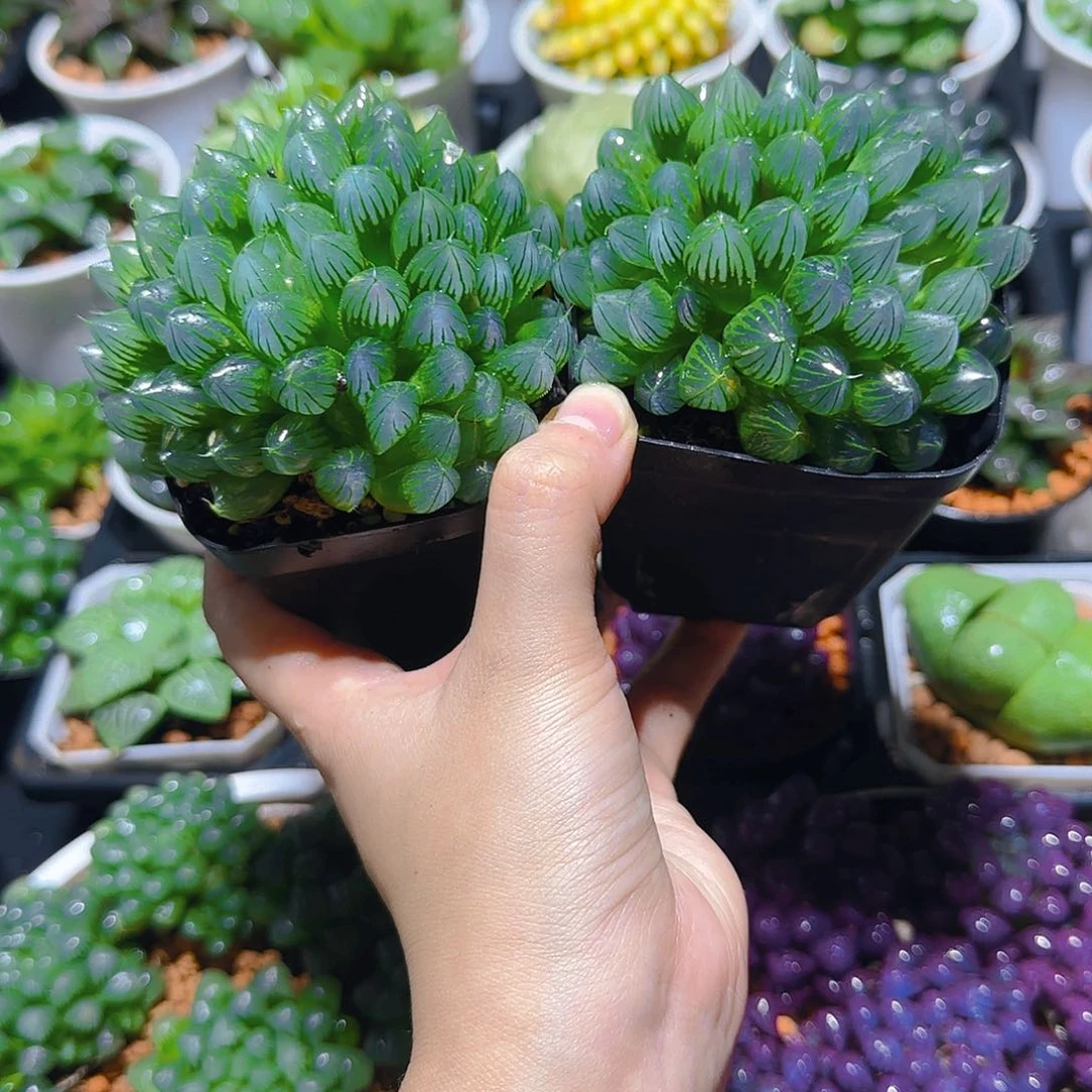 母本多头黑姬玉露群，原盆，1颗