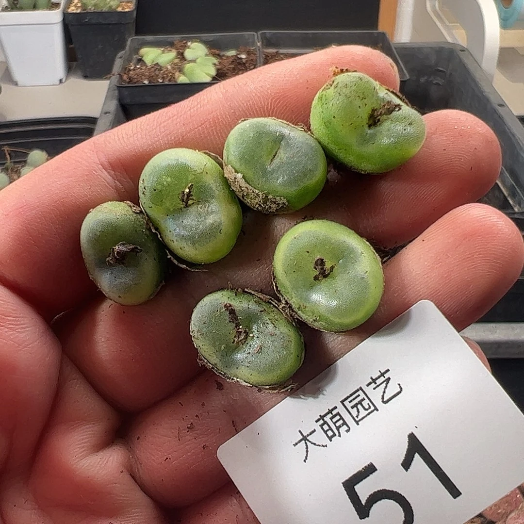 一物一拍。        51