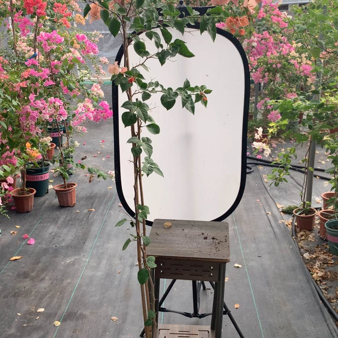 【闪购商品】完全开放不甜