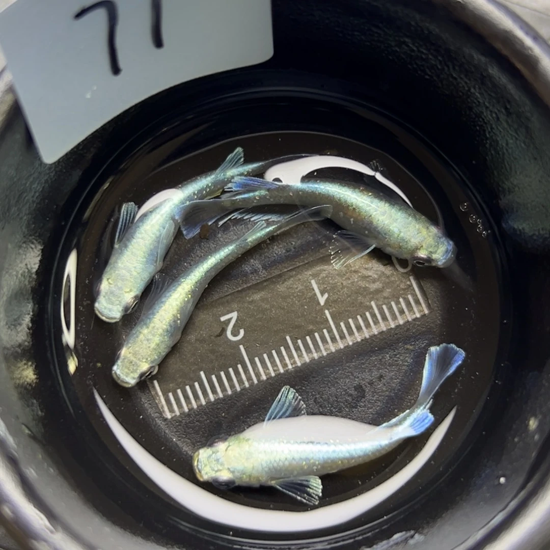 青鳉鱼71。