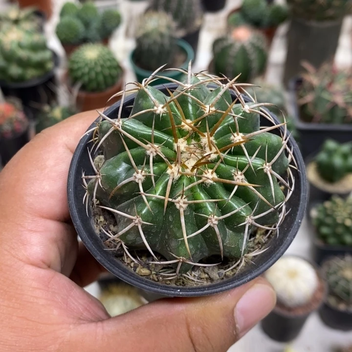 实生圆盘玉特价福利