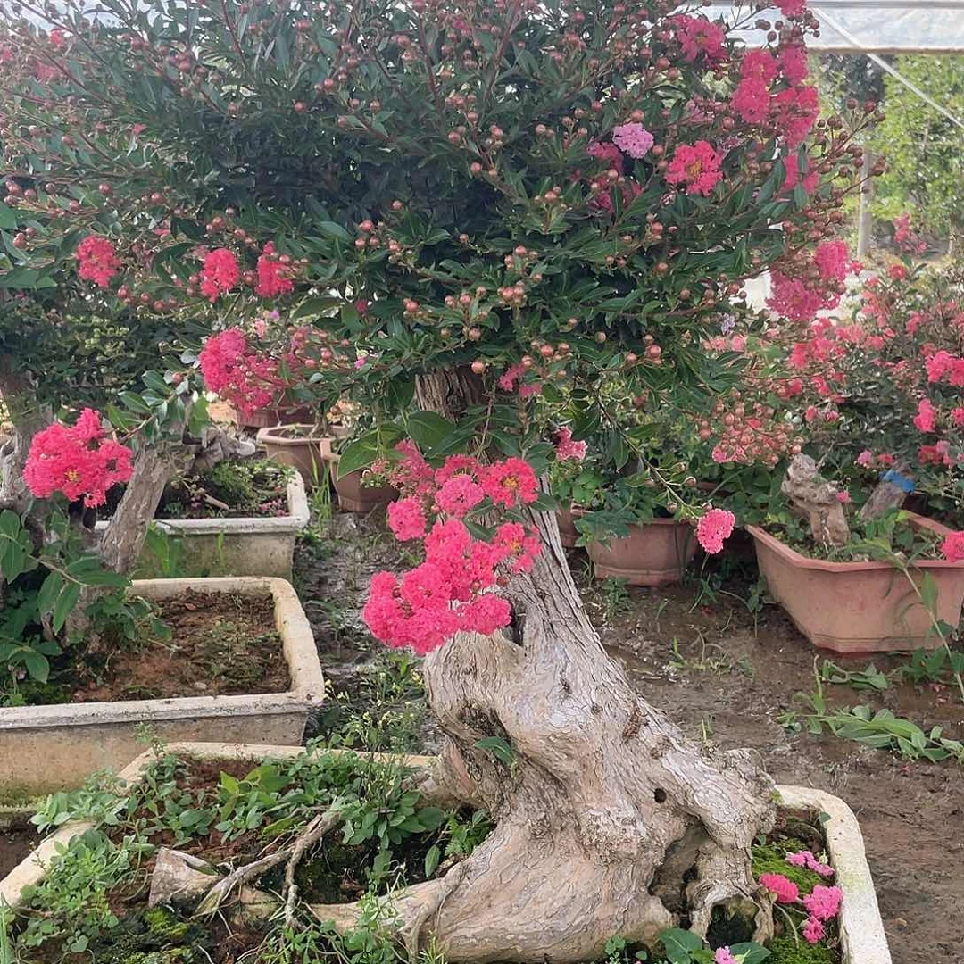 当前无花朵，栽培后可花朵