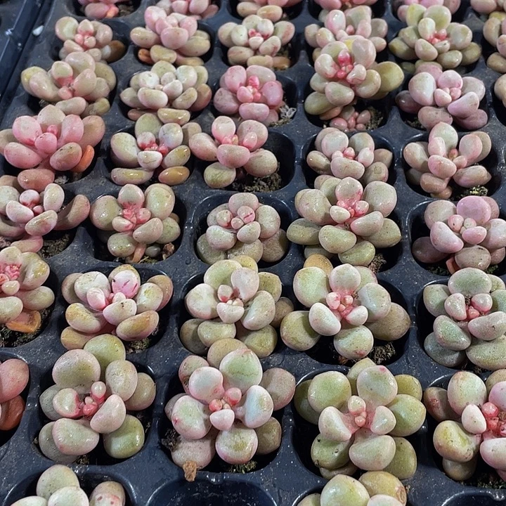 小先锋派1元带土发货