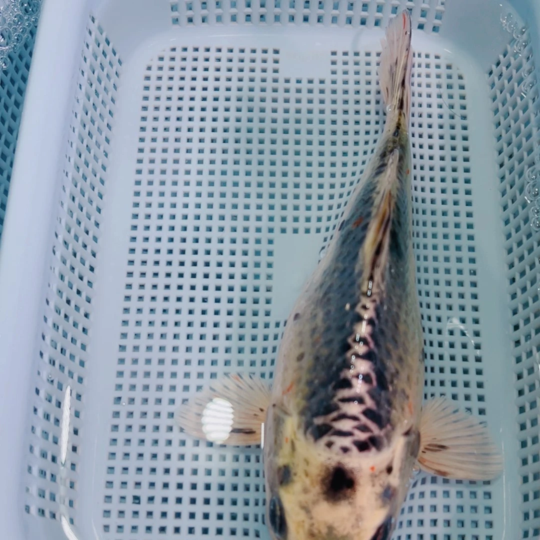 锦鲤锦鲤冷水鱼观赏108