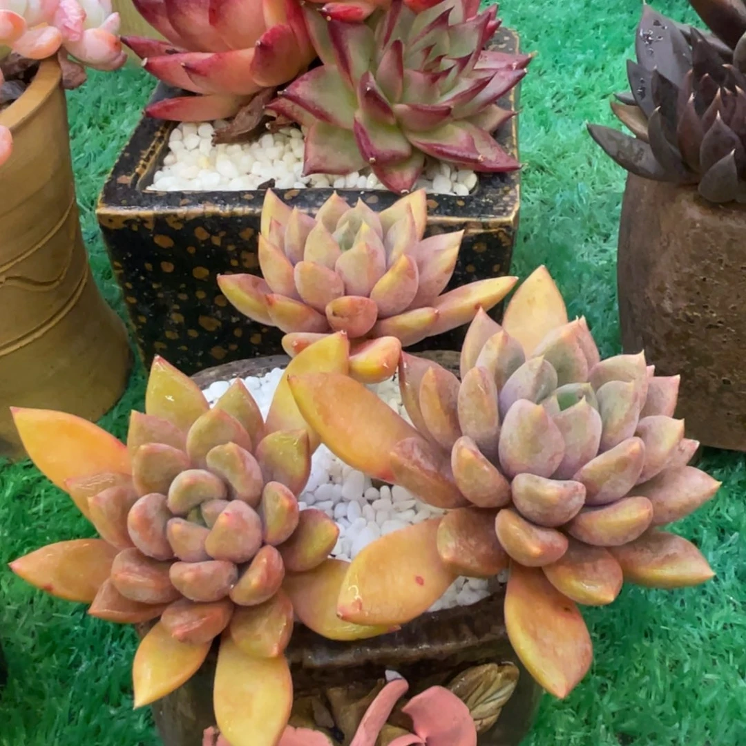 多肉植物盆栽多肉