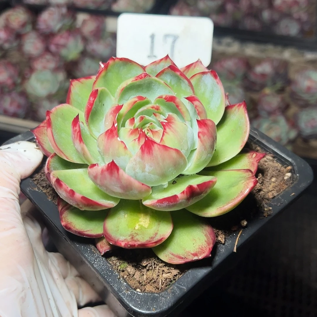 小***金惊鸿仙子一物一拍17号