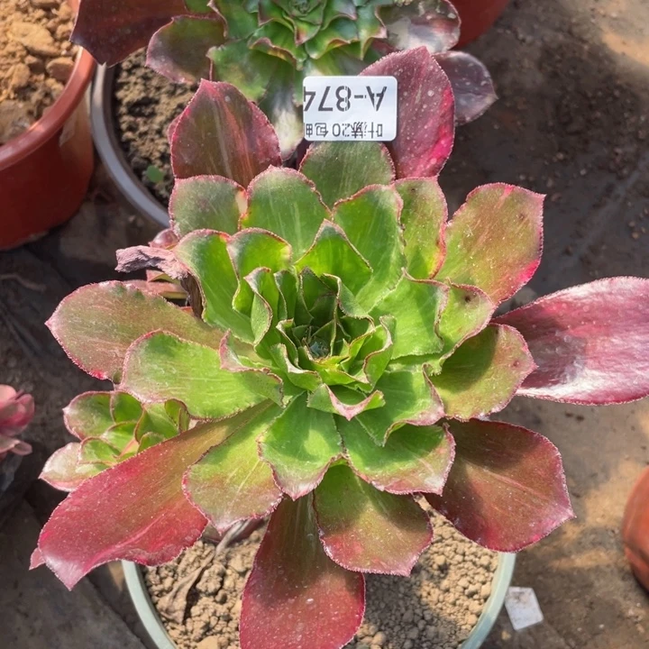 874魅影七彩多肉123445789