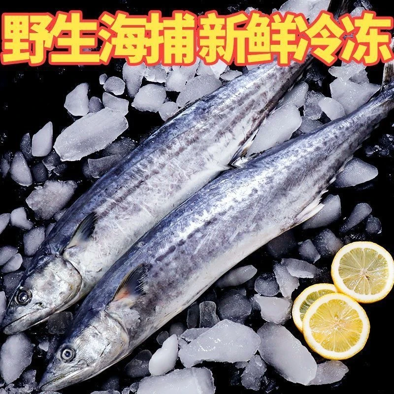青岛沙子口码头直发当天捕捞鲜货（4斤）鲅鱼