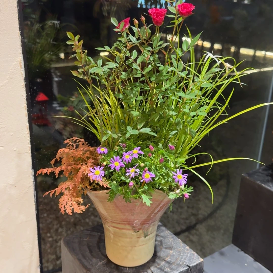 全部花朵山野草手作盆