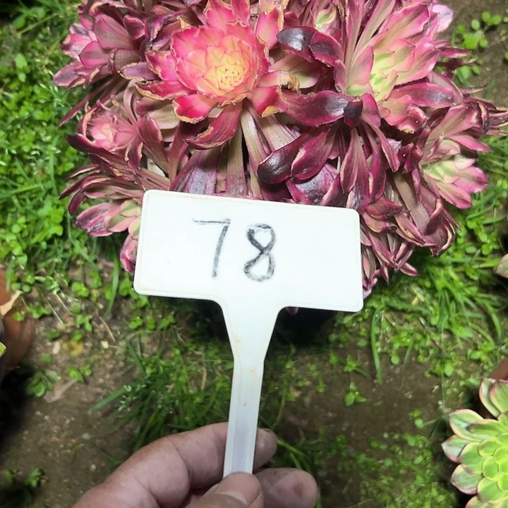 石*玲多肉植物红铜白法师