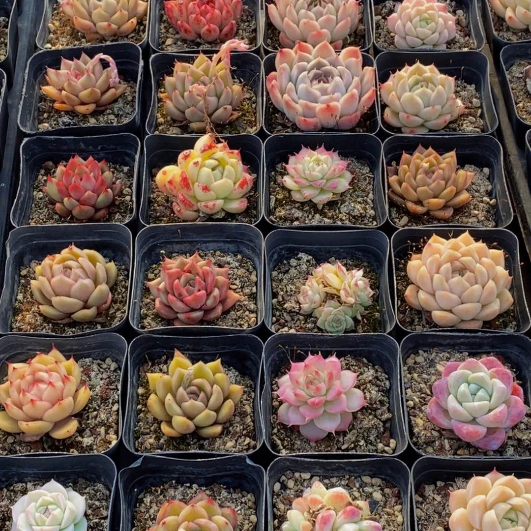 553多肉植物保护研究所