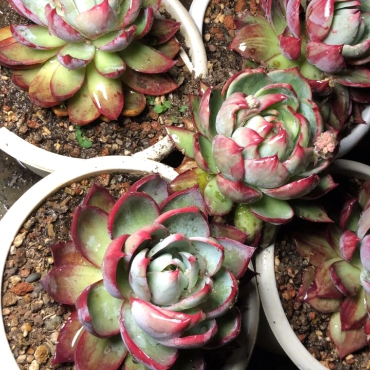 100/////////////////