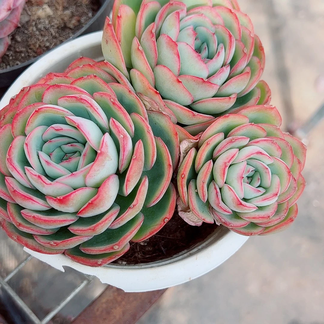 晨露多头群生精品特价