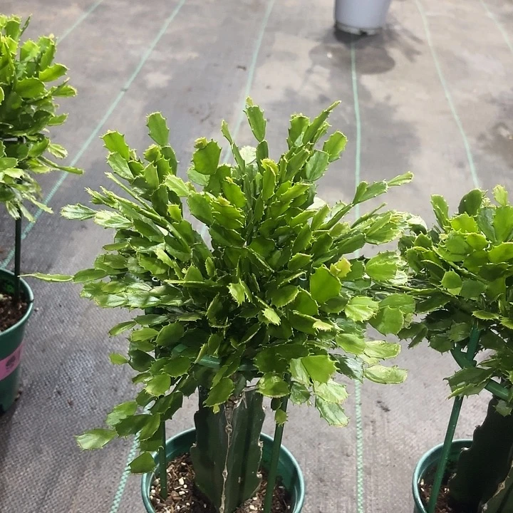 当前无花栽培后可以开花