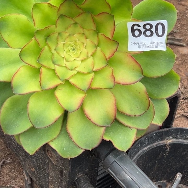 丑****?680多肉植物、