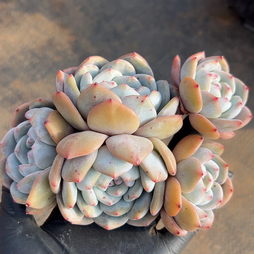 星影5头老庄56758999