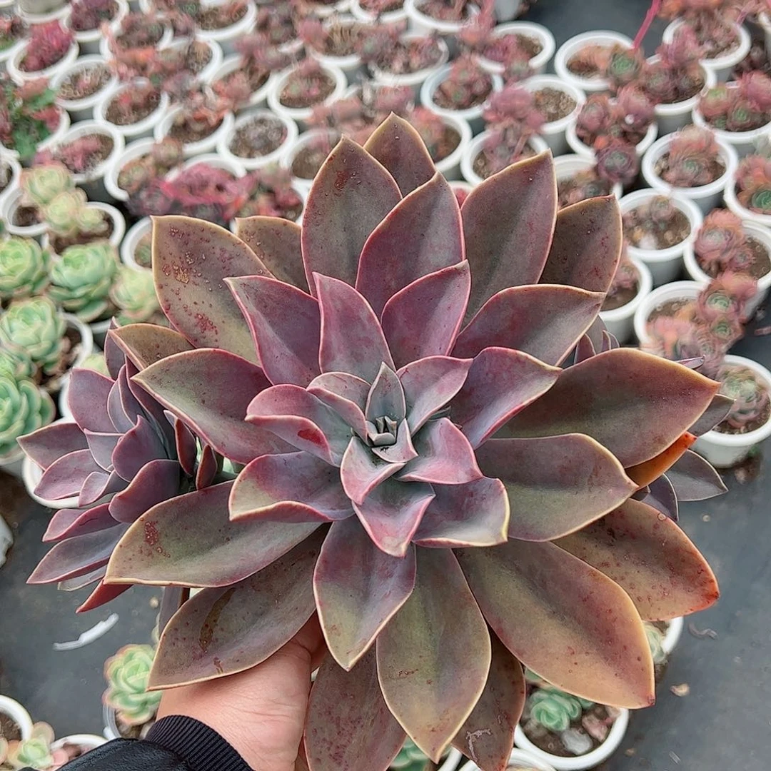 太妃糖大单头带仔两盆