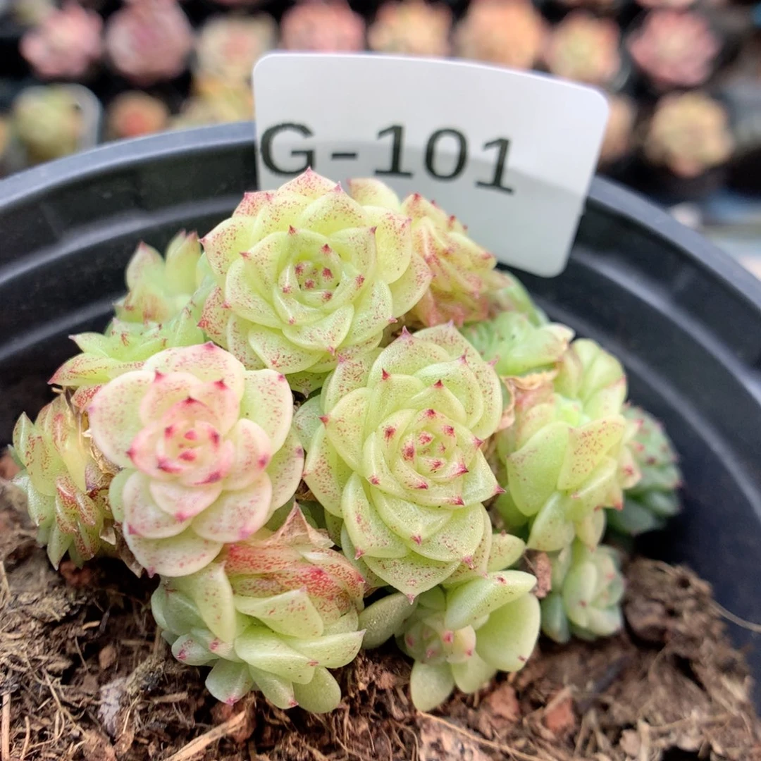 G101 ,柿子多肉20包邮两天凑单