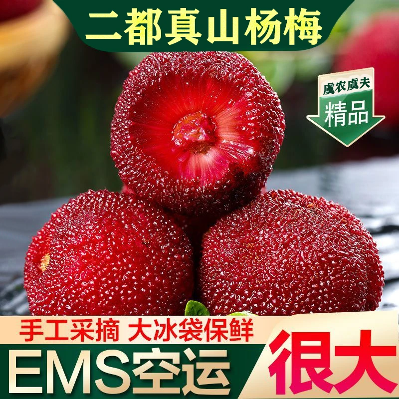 【现摘现发】正宗上虞二都杨梅酸甜爽口现摘新鲜冷链直达应季水果