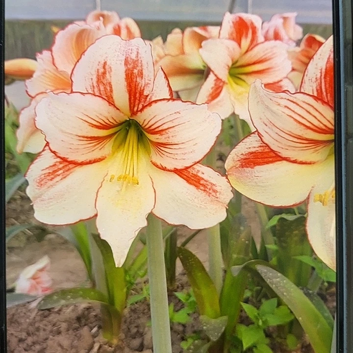 桌舞5厘米朱顶红，