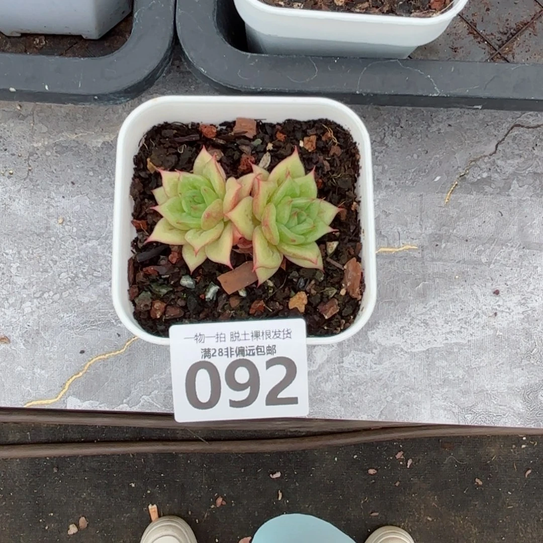 林肯玛利亚双头无盆土发货