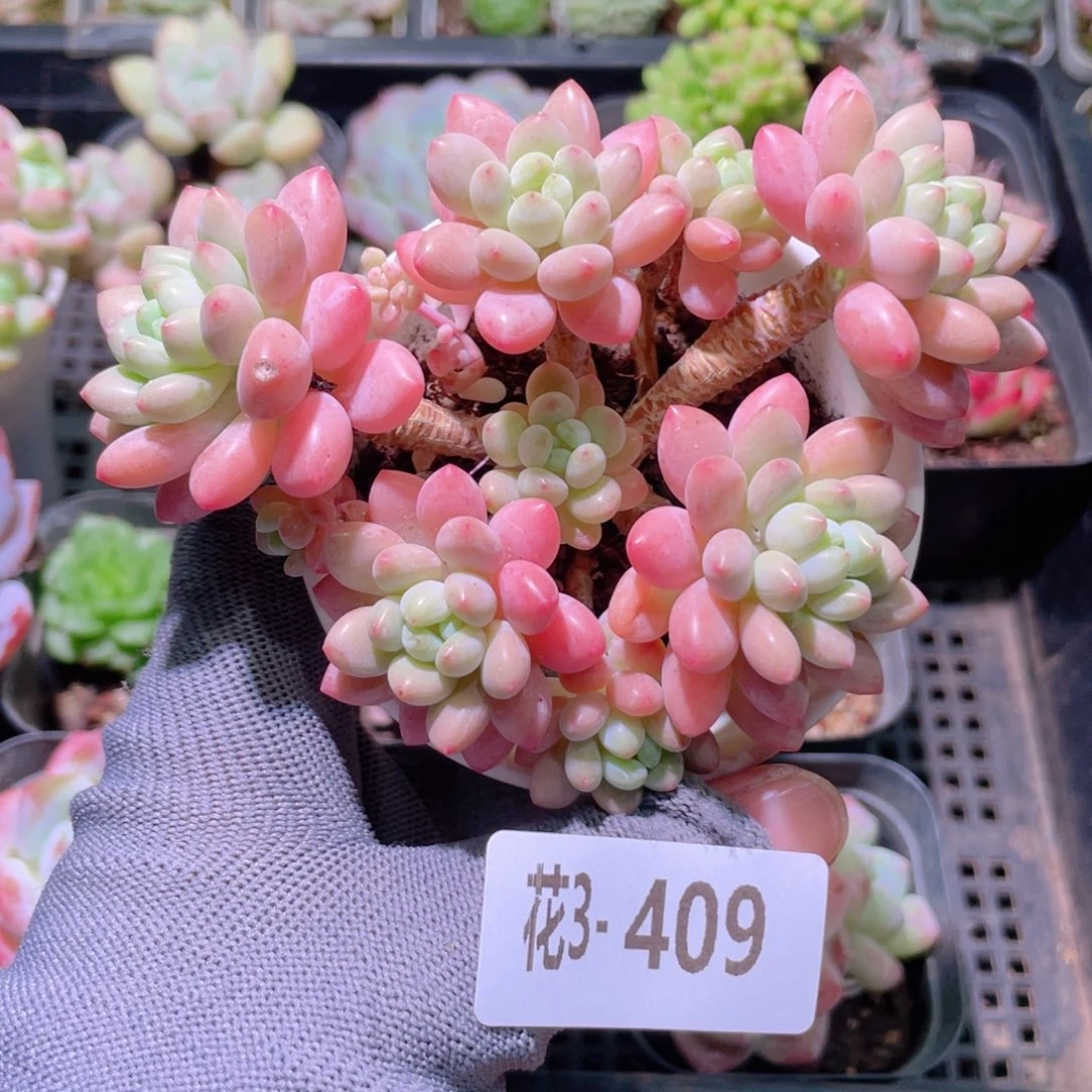 花利美3-409洛可可