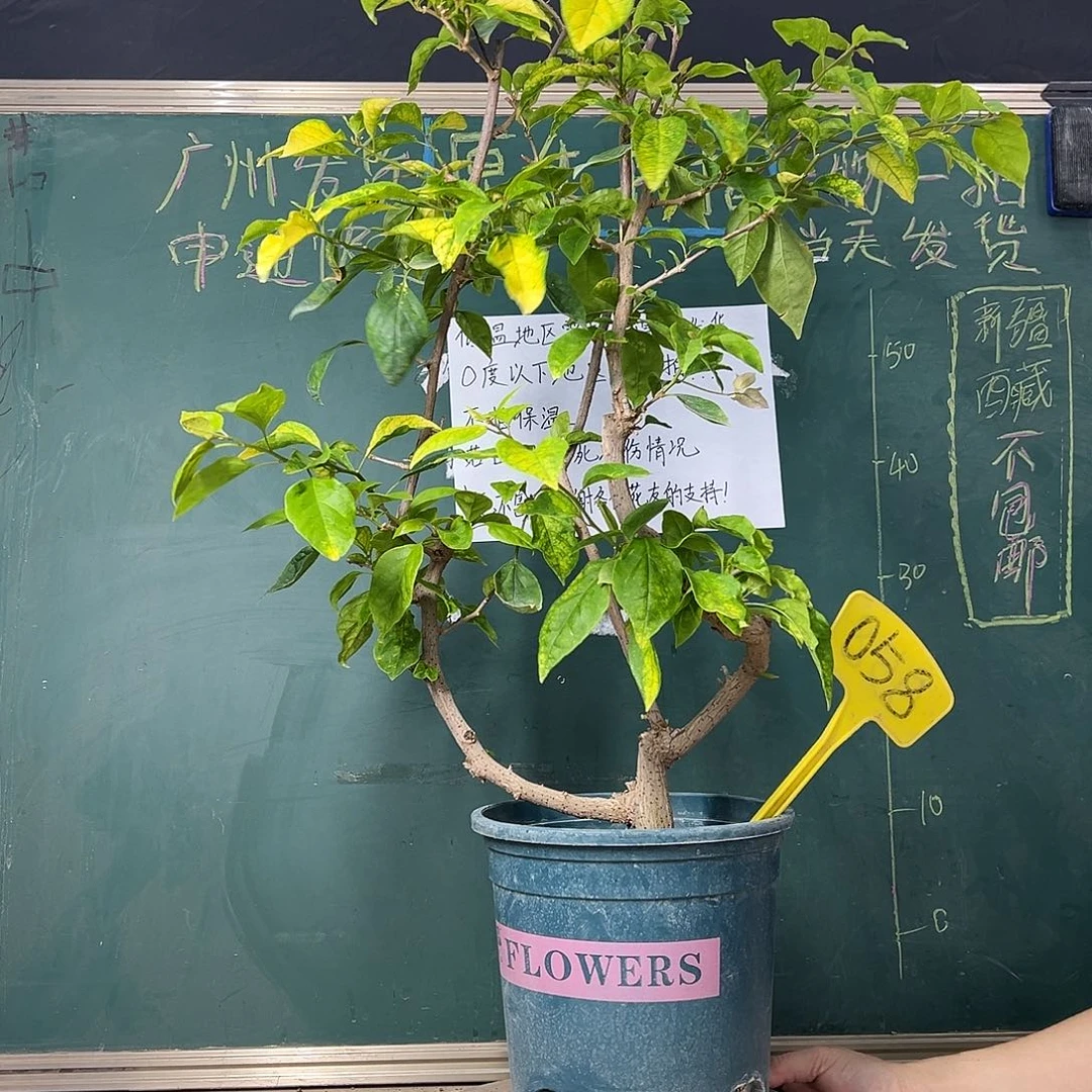 完全开放 75cm 斑红樱 原生树头 058